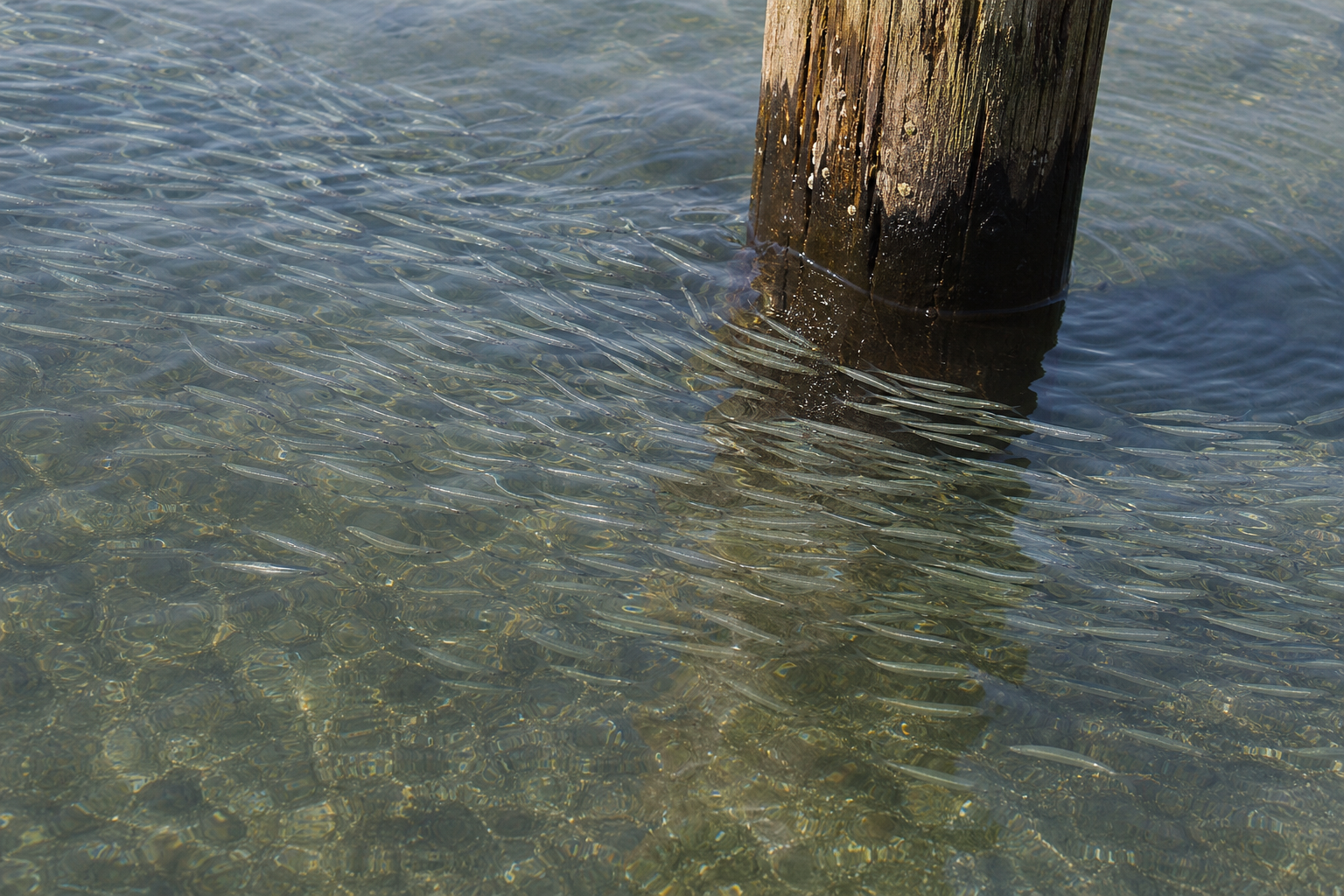 School of baitfish moving near a pier piling along the Grand Strand coastline