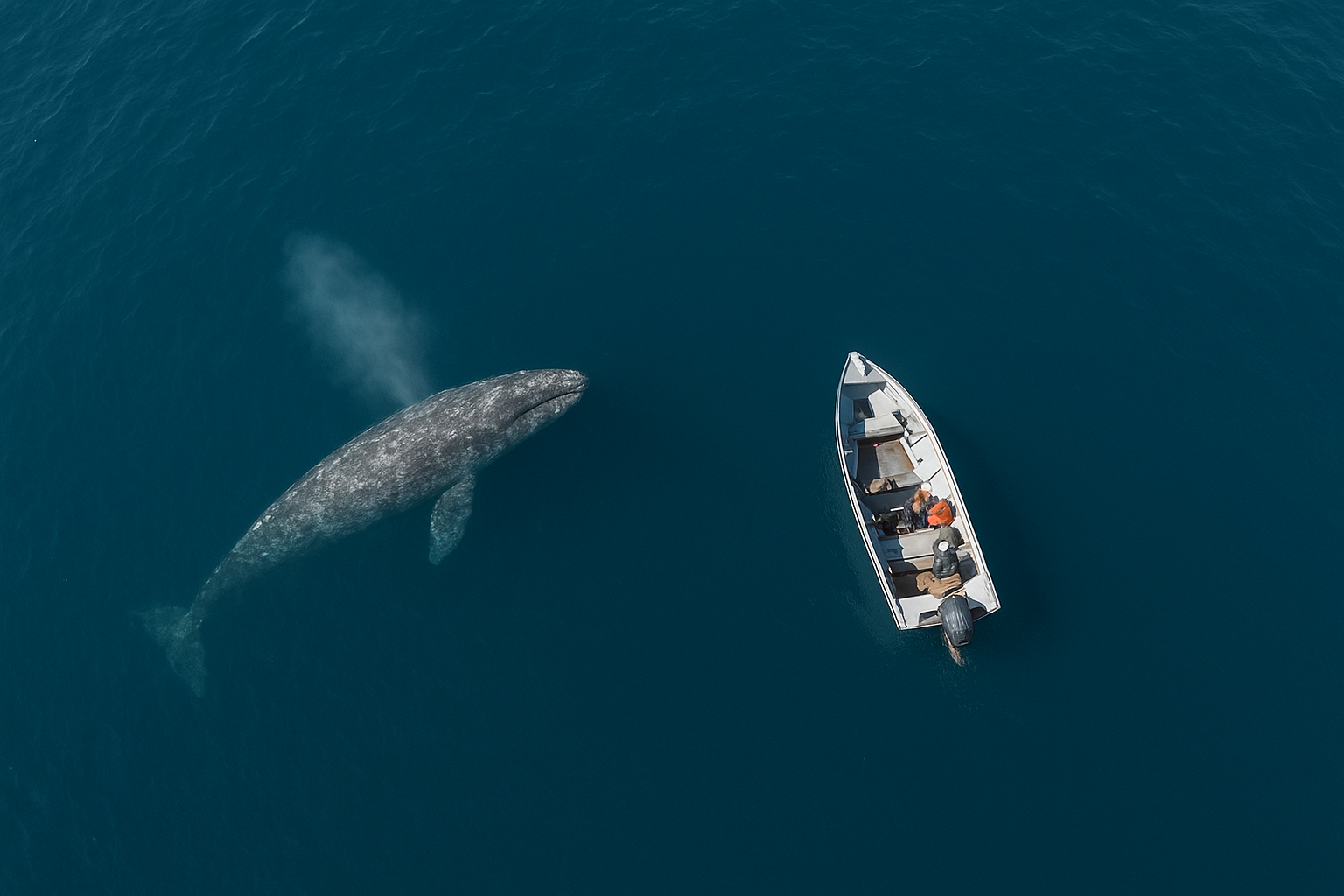 Aerial drone photo of a gray whale surfacing near a San Diego charter boat at a safe distance